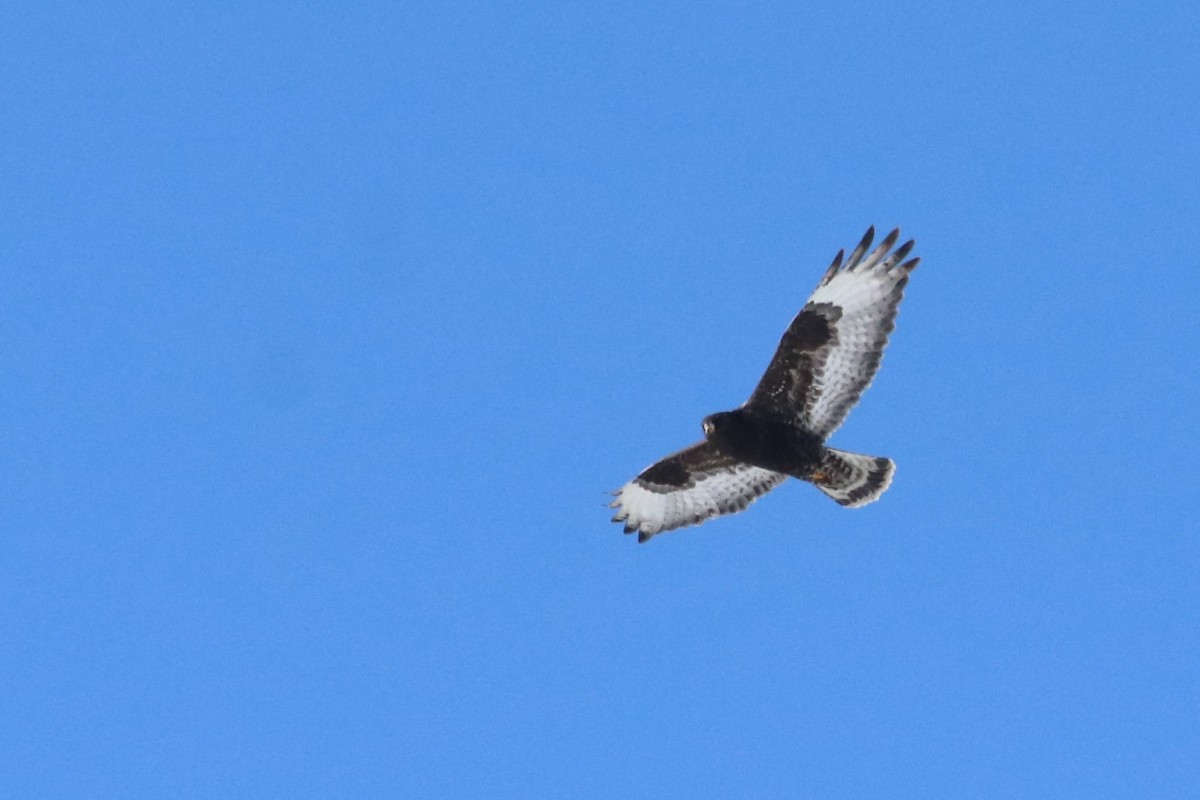 Raufußbussard - ML615061763