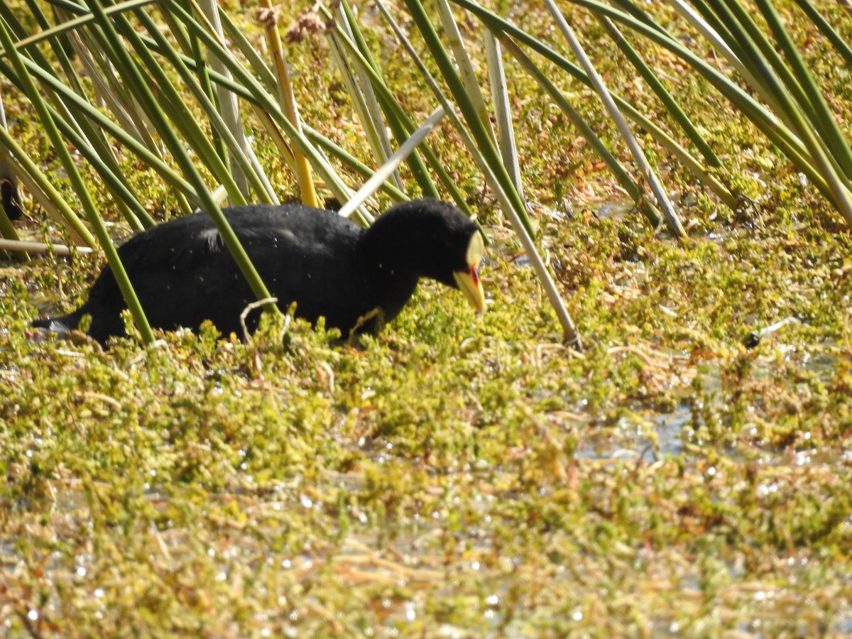 Red-gartered Coot - ML615061838