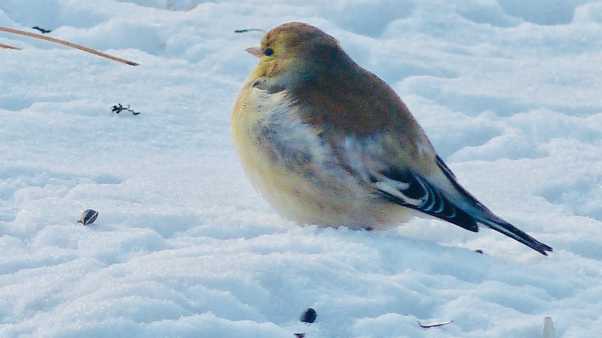 American Goldfinch - ML615061958