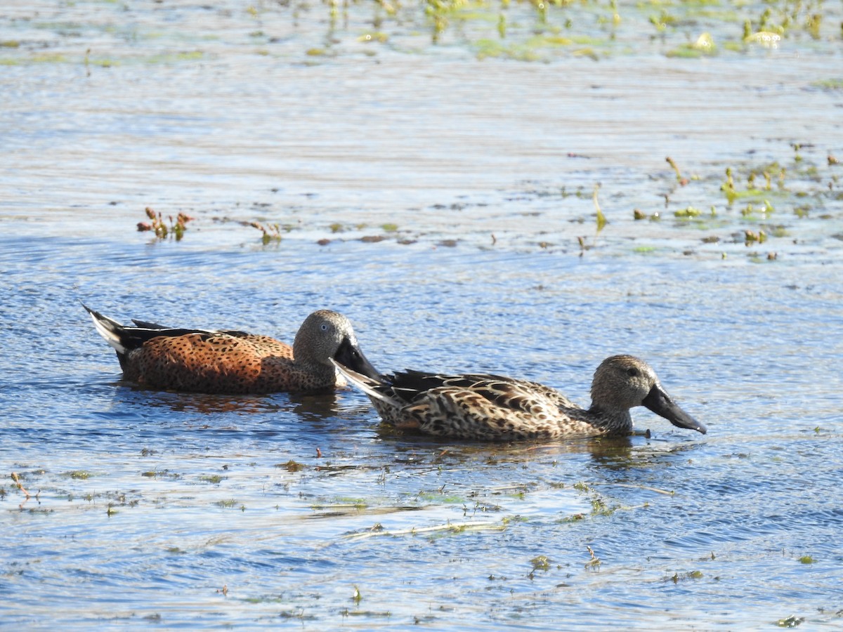 Red Shoveler - ML615061985