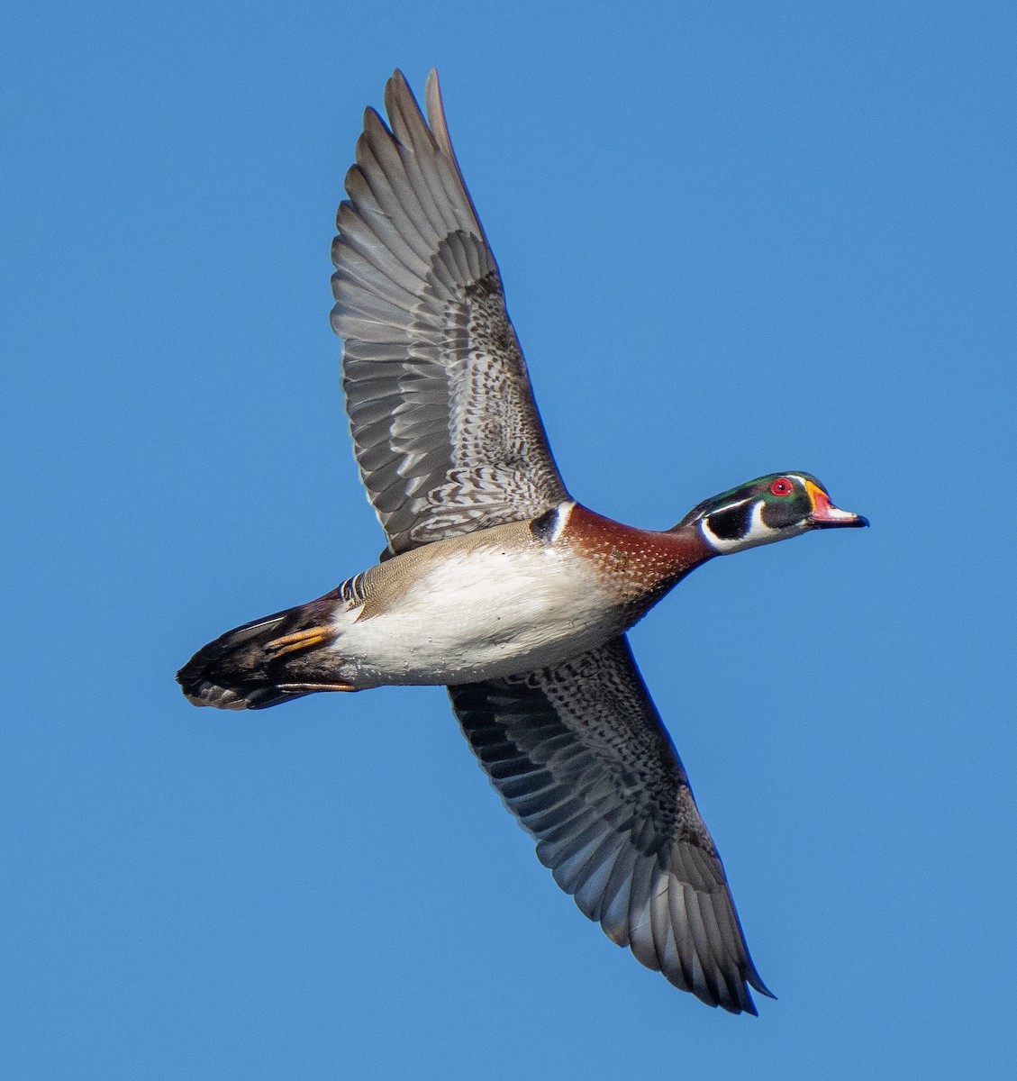 Wood Duck - A Birder