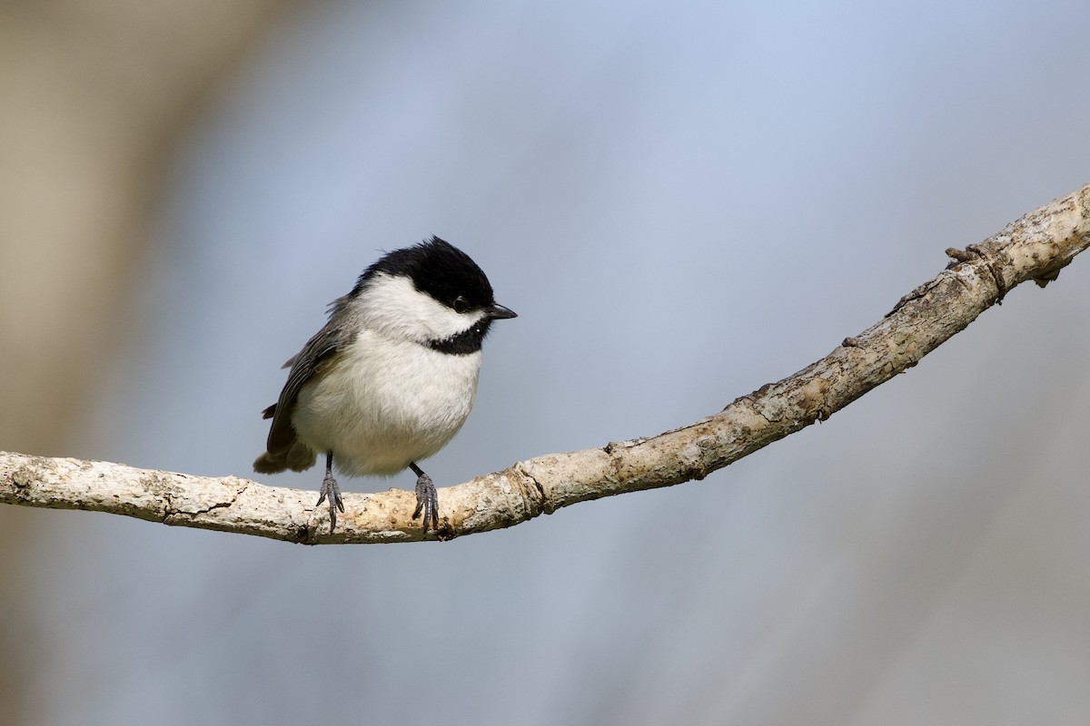 Mésange de Caroline - ML615062042