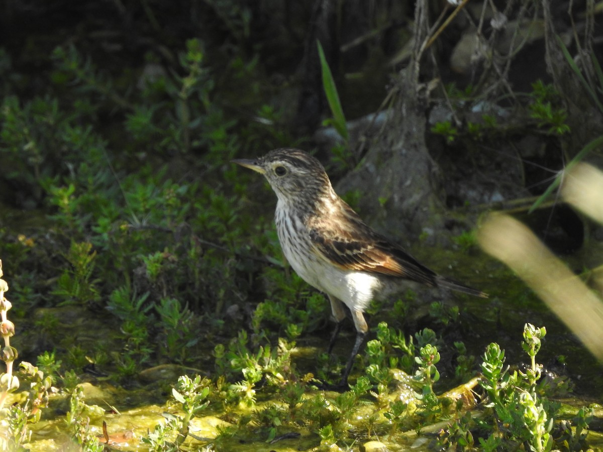 Spectacled Tyrant - ML615062108