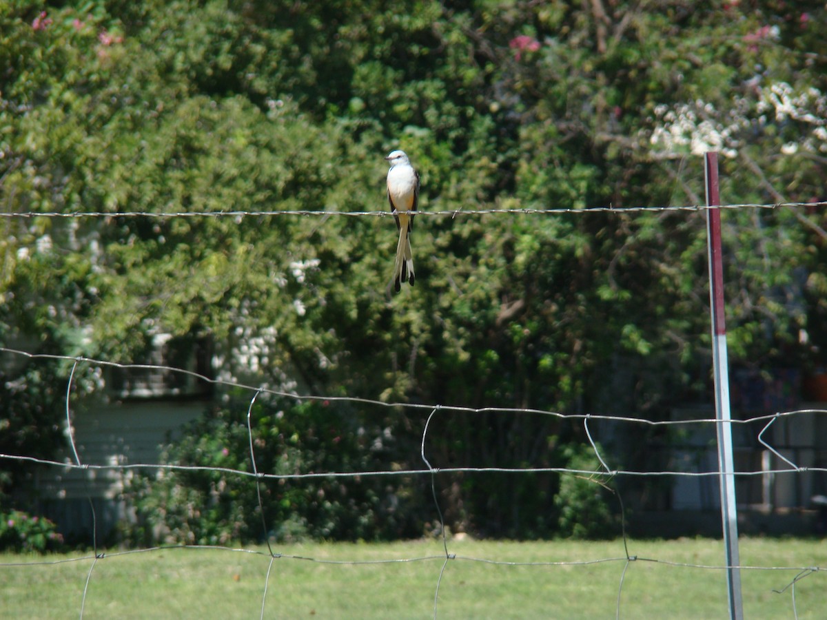 Scissor-tailed Flycatcher - ML615062135