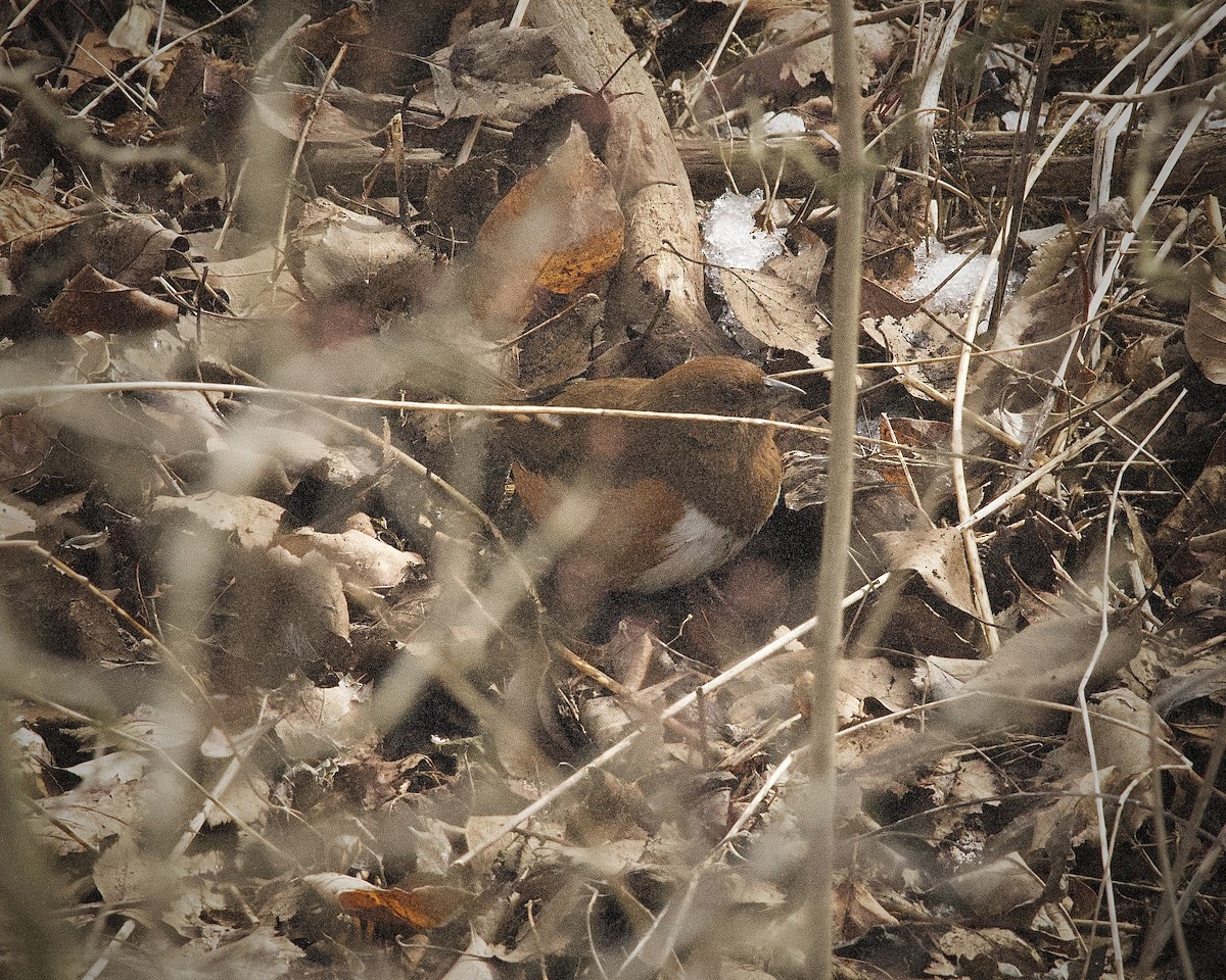 Eastern Towhee - ML615062142