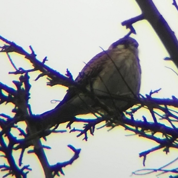 American Kestrel - ML615062146