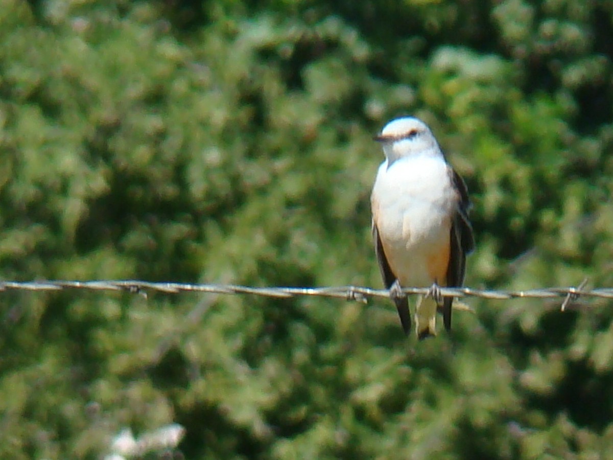 Scissor-tailed Flycatcher - ML615062167