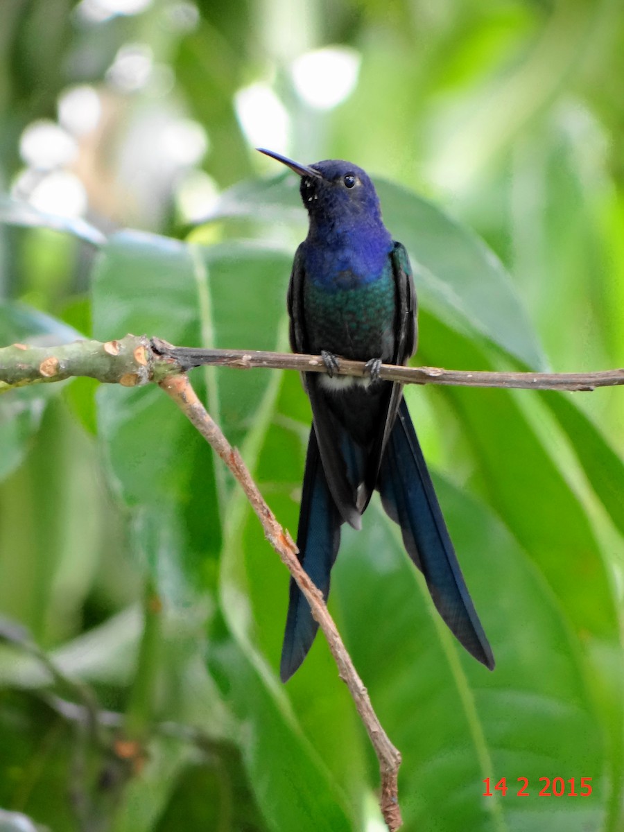 Swallow-tailed Hummingbird - ML615062179