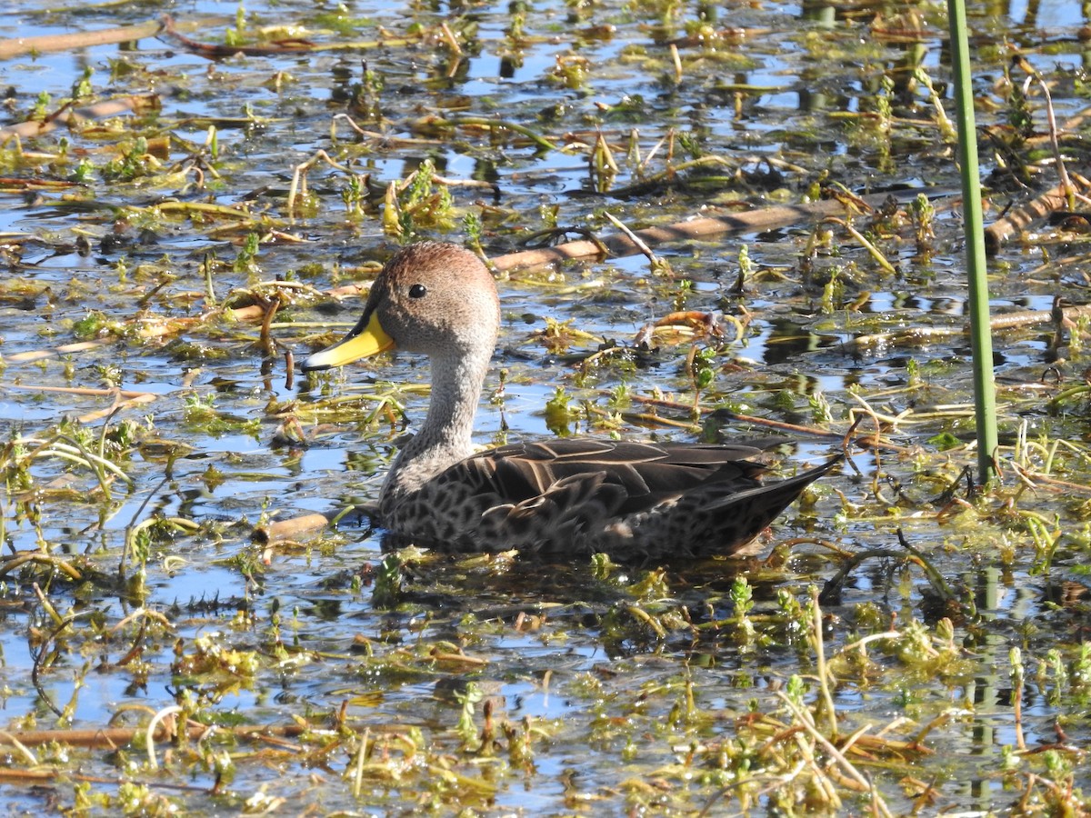 Yellow-billed Pintail - ML615062196