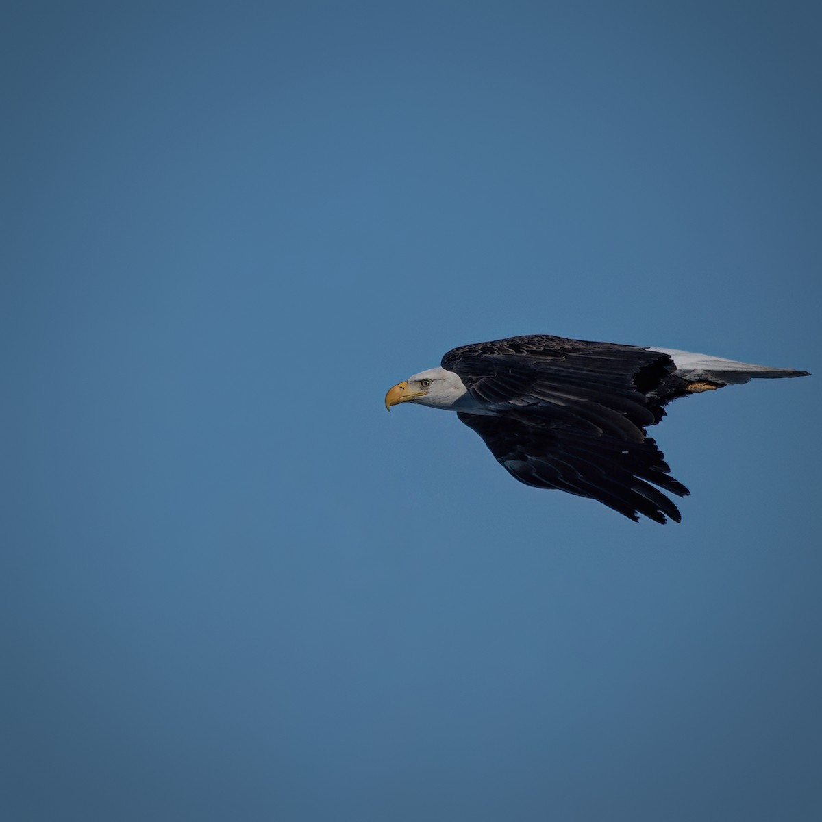 Bald Eagle - Christine Pelletier et (Claude St-Pierre , photos)