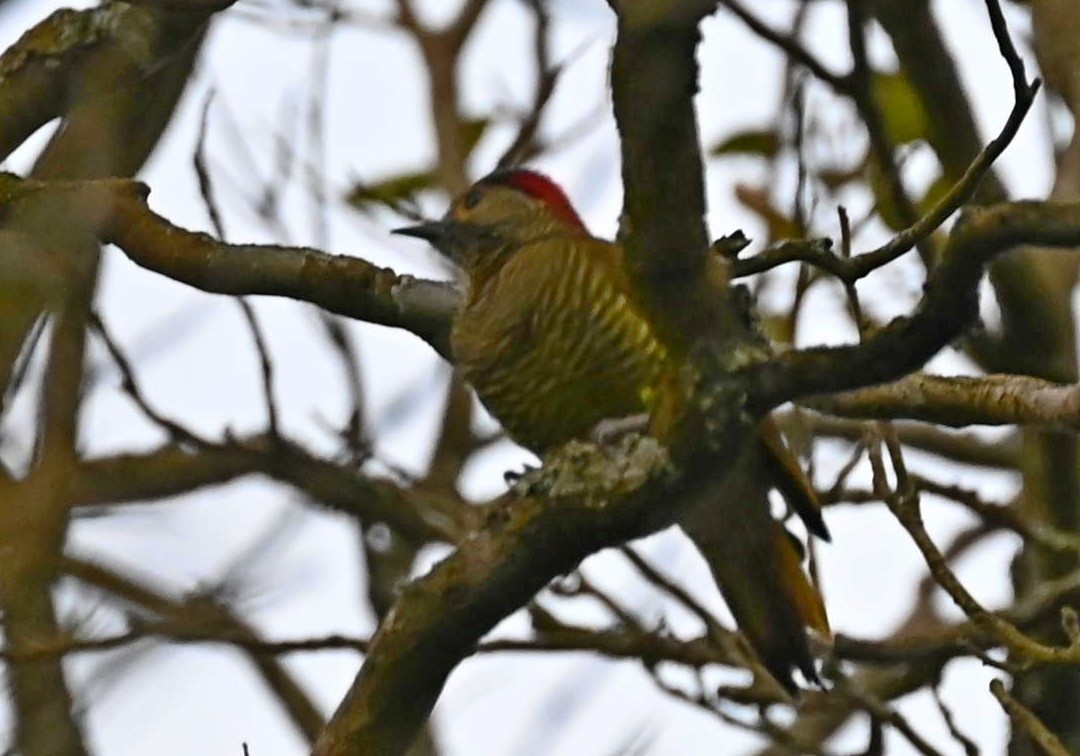 Golden-olive Woodpecker - Carlos Jenkins