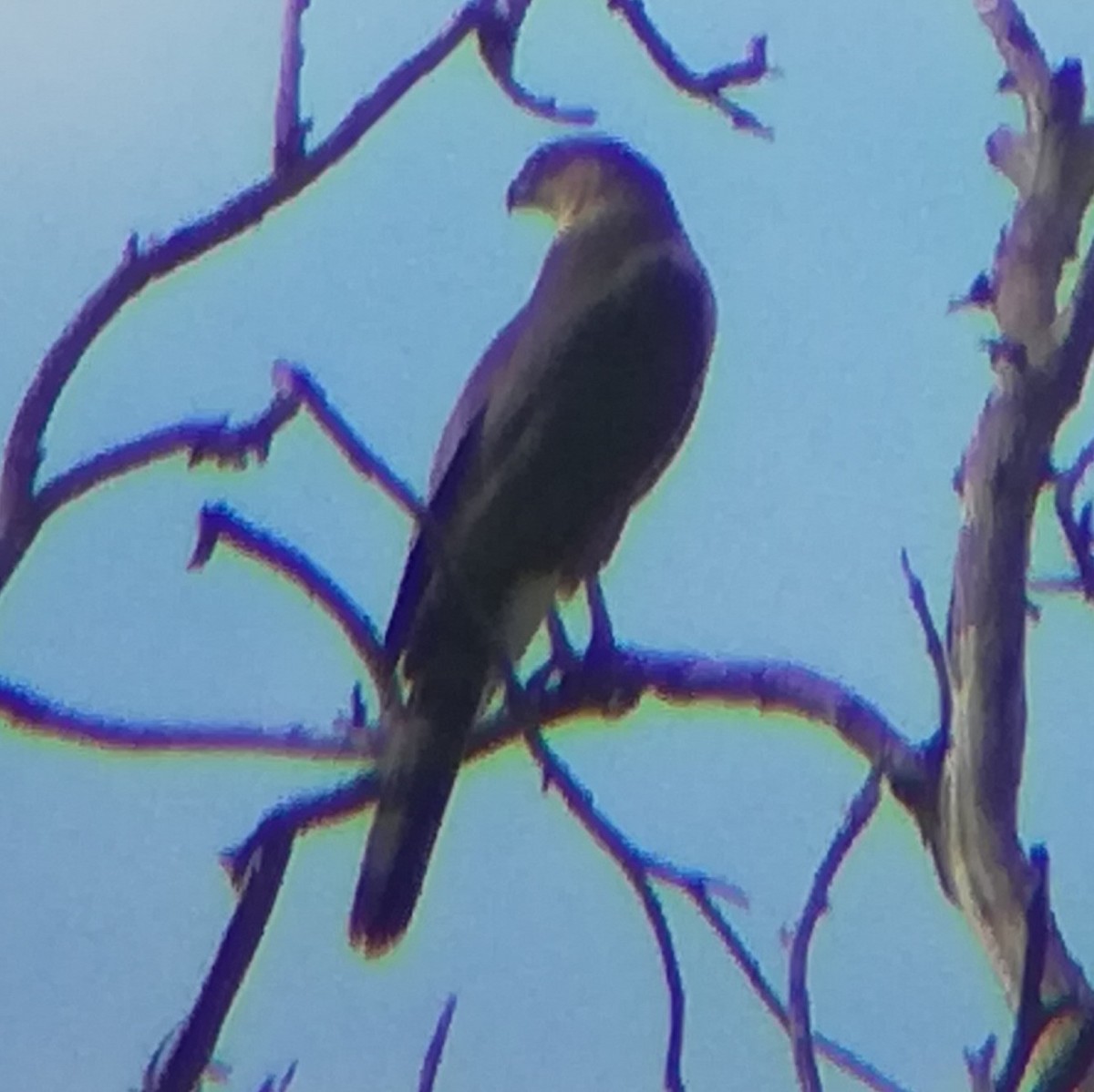 Cooper's Hawk - ML615062283