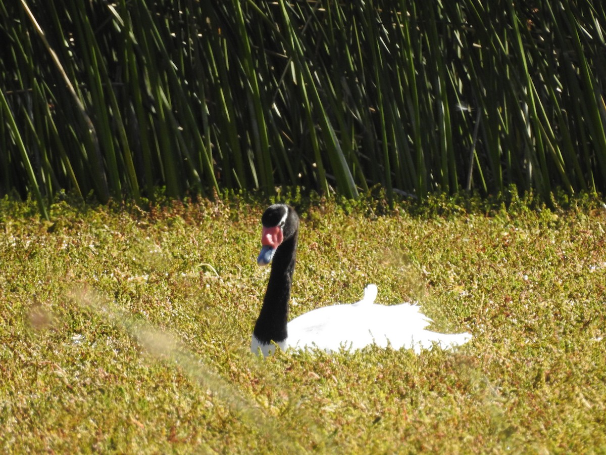 Black-necked Swan - ML615062289