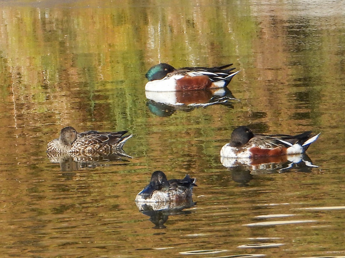 Northern Shoveler - ML615062338