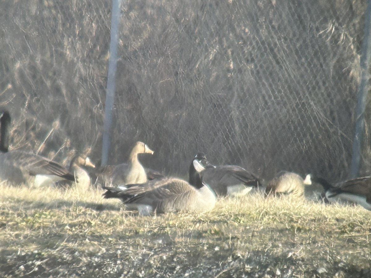 Greater White-fronted Goose - ML615062349