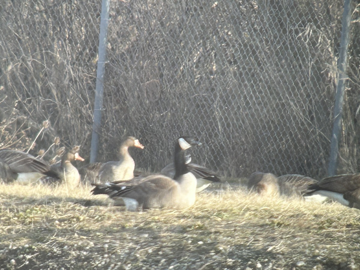 Greater White-fronted Goose - ML615062350