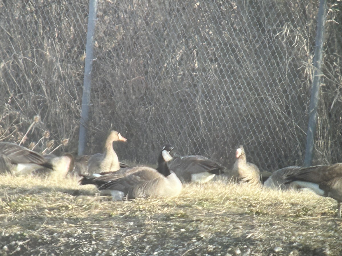 Greater White-fronted Goose - ML615062351