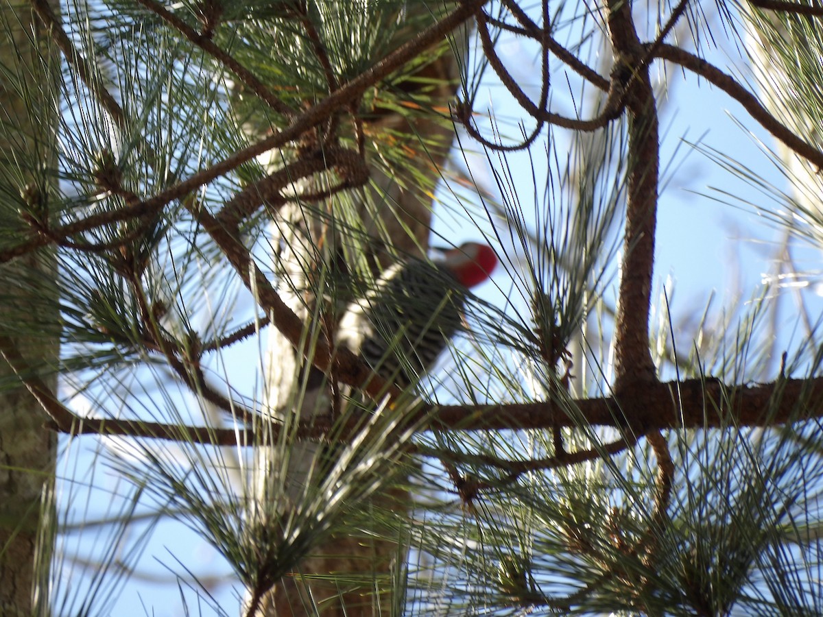 Red-bellied Woodpecker - ML615062377