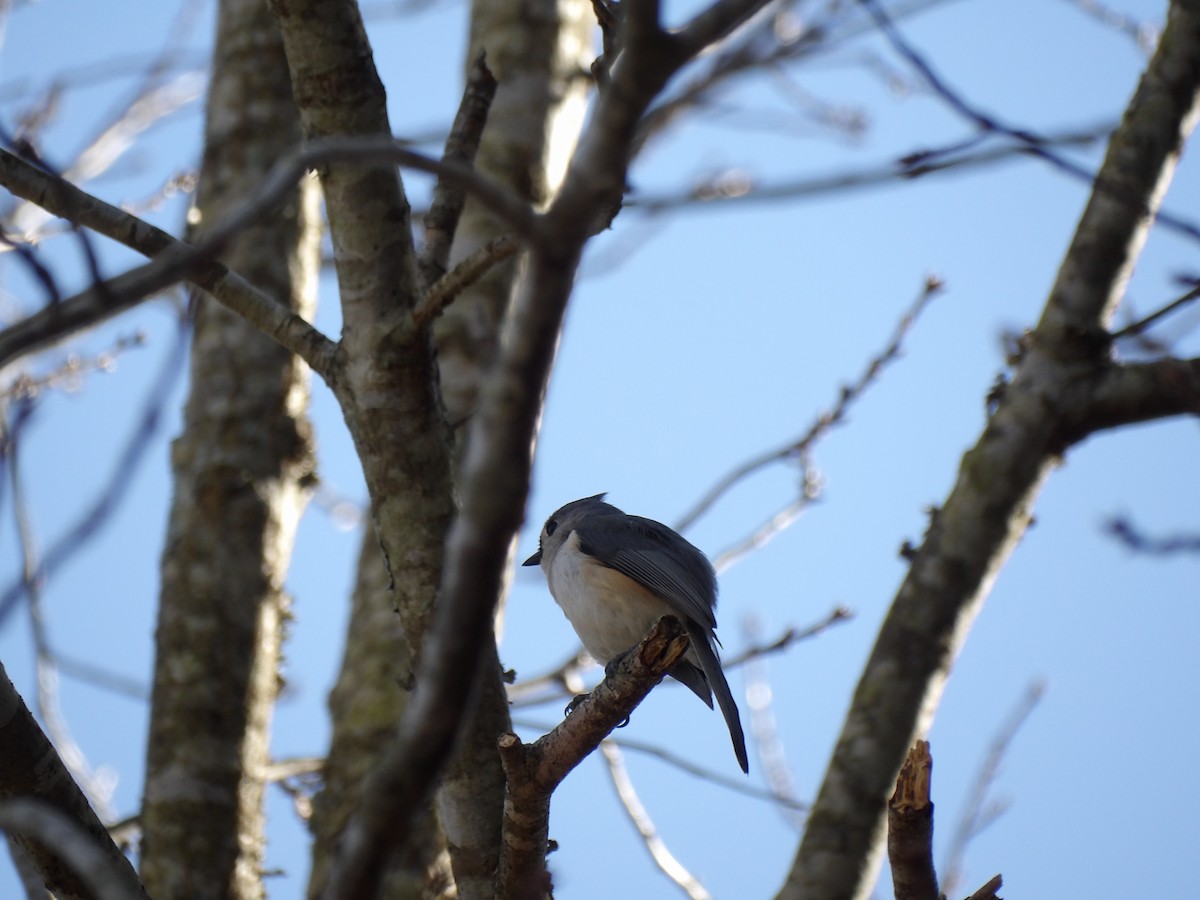 Tufted Titmouse - jason lloyd