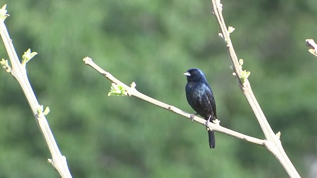 Blue-black Grassquit - ML615062413