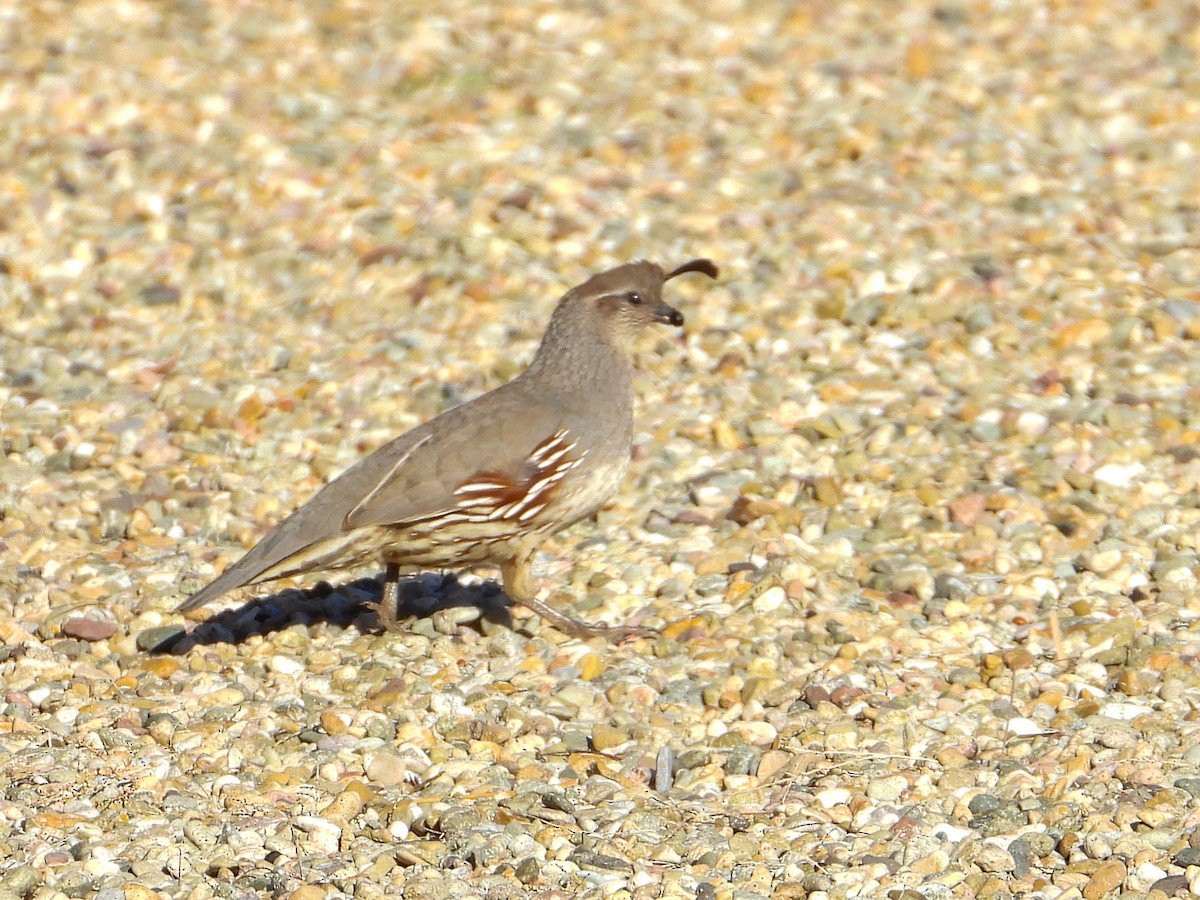 Gambel's Quail - ML615062469