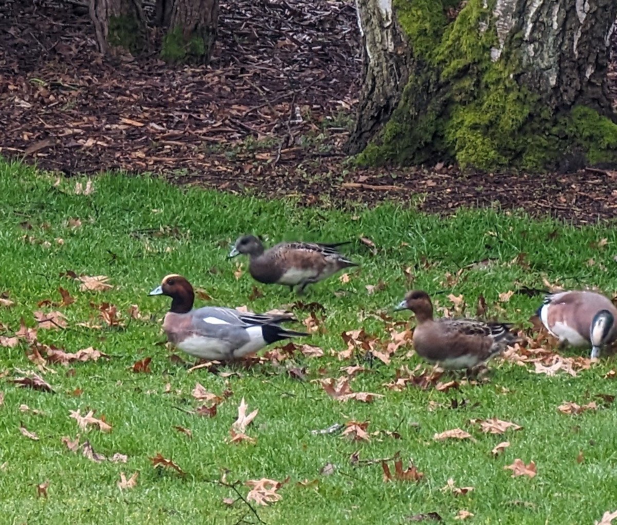 Eurasian Wigeon - ML615062570