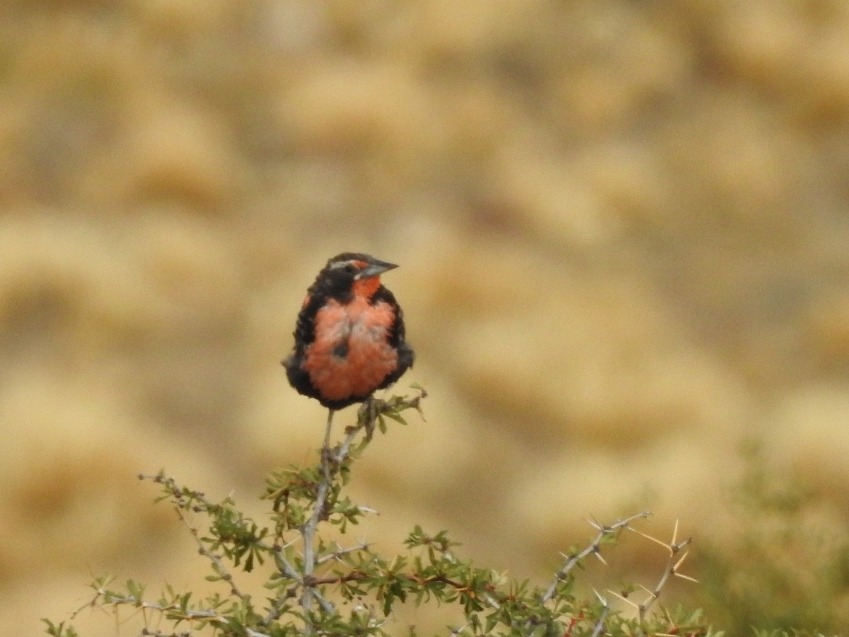 Long-tailed Meadowlark - ML615062623