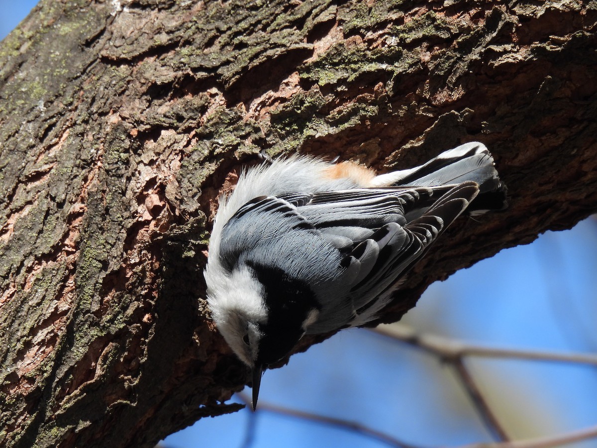 White-breasted Nuthatch - ML615062624
