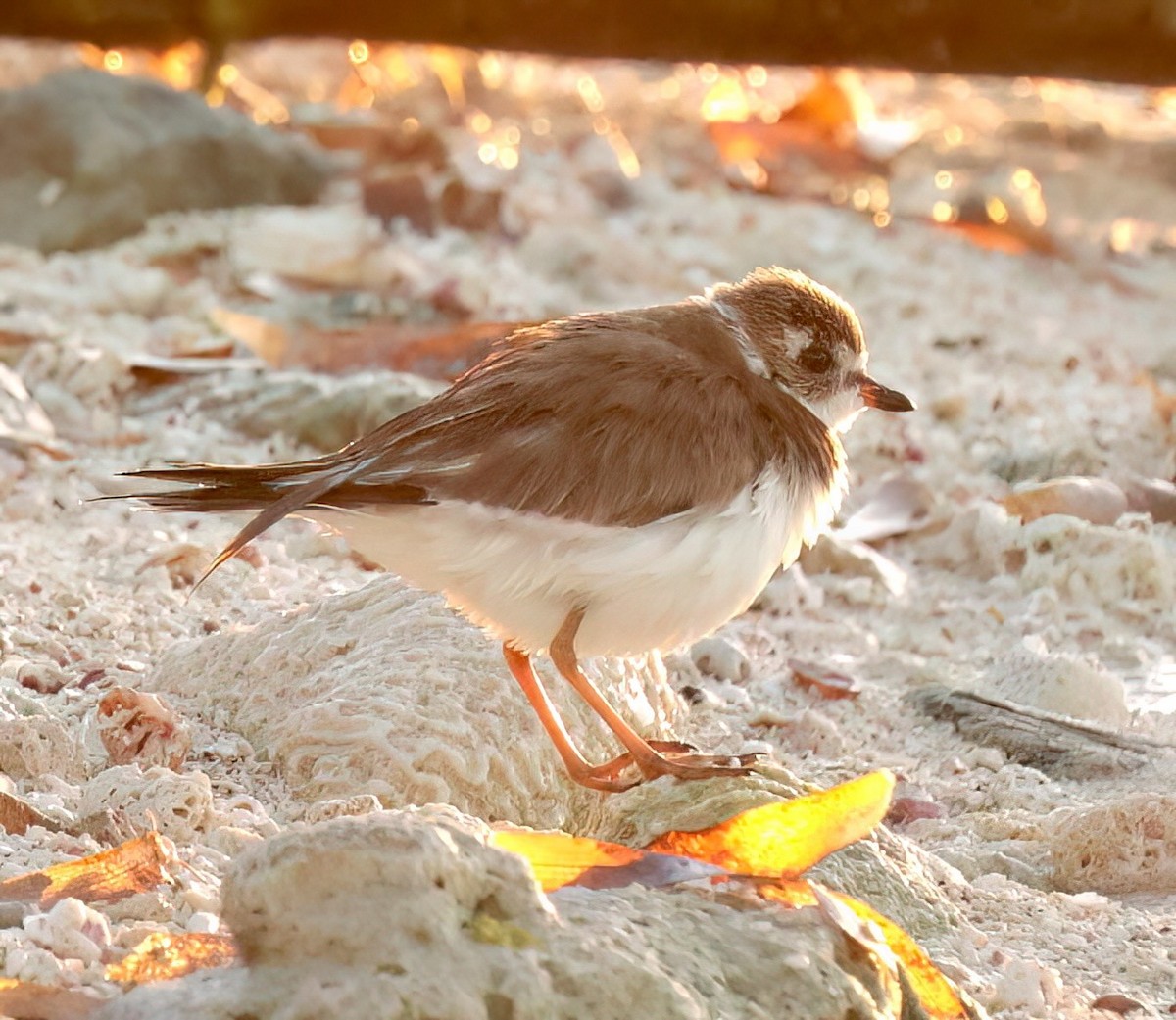 Semipalmated Plover - Greg Plowman