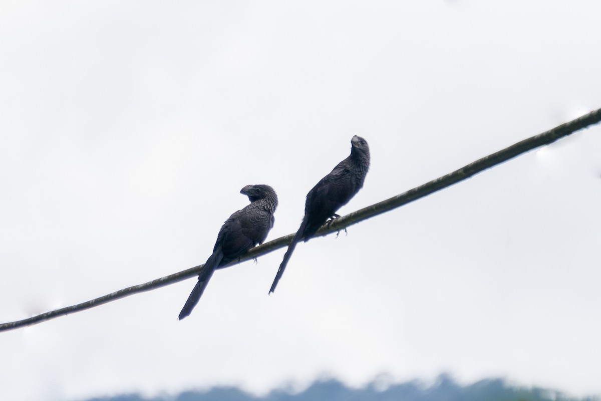 Smooth-billed Ani - ML615062704