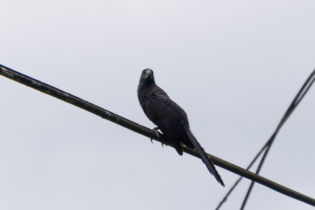 Smooth-billed Ani - ML615062709