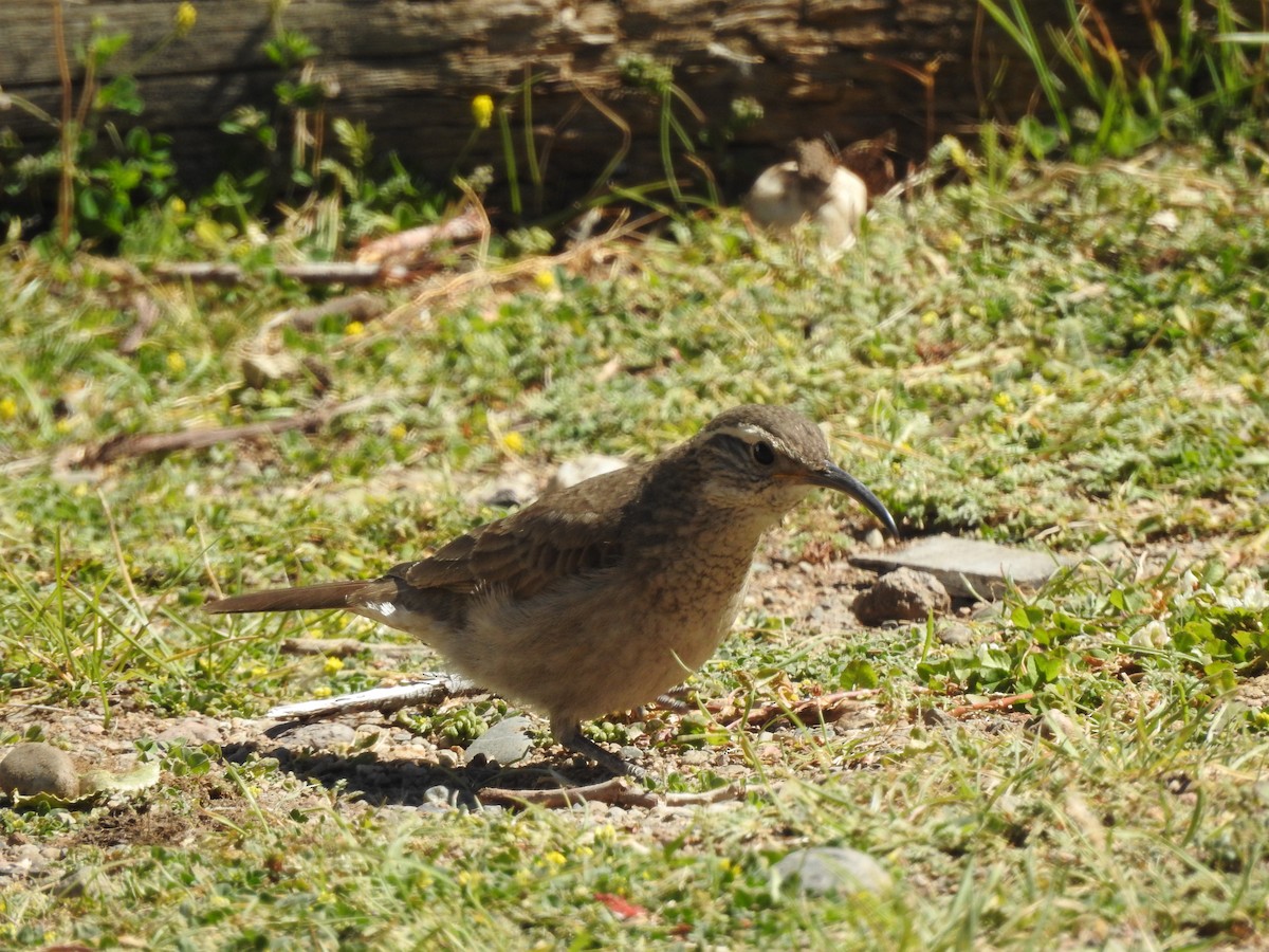 Scale-throated Earthcreeper - Mariamercedes Antezana Aponte