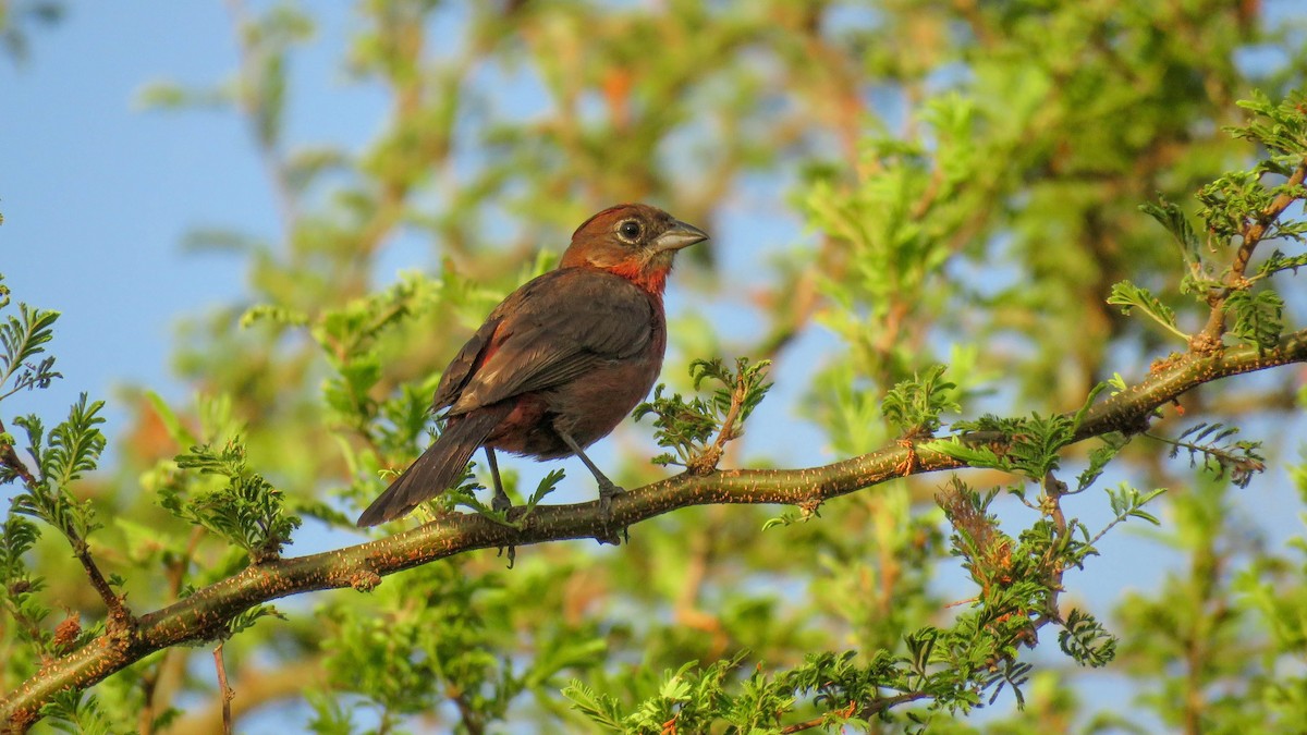 Red-crested Finch - Ariadna Tripaldi