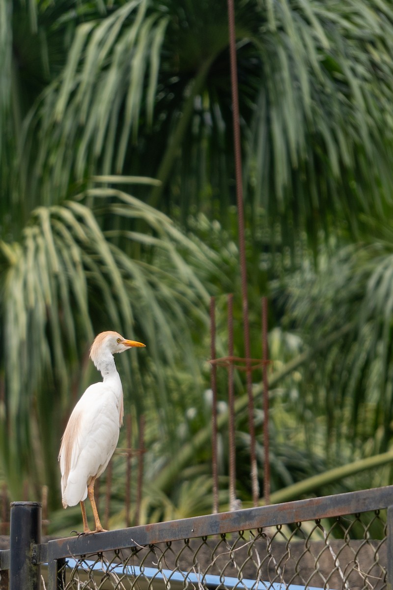 Western Cattle Egret - ML615062748