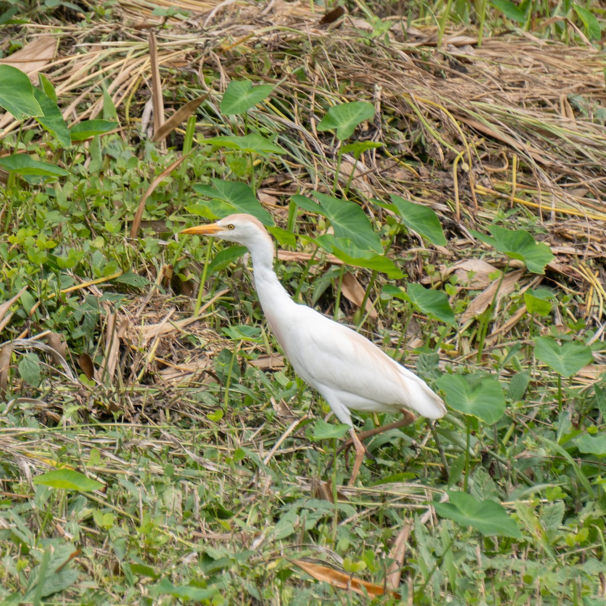 Western Cattle Egret - ML615062749