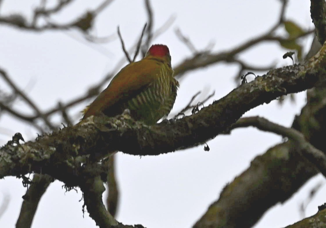 Golden-olive Woodpecker - Carlos Jenkins