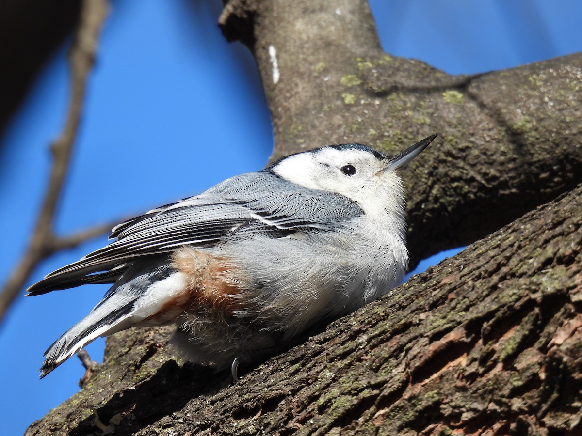 White-breasted Nuthatch - ML615062755