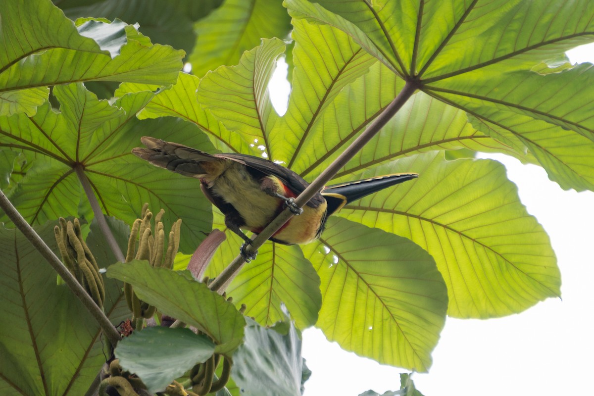 Chestnut-eared Aracari - ML615062768