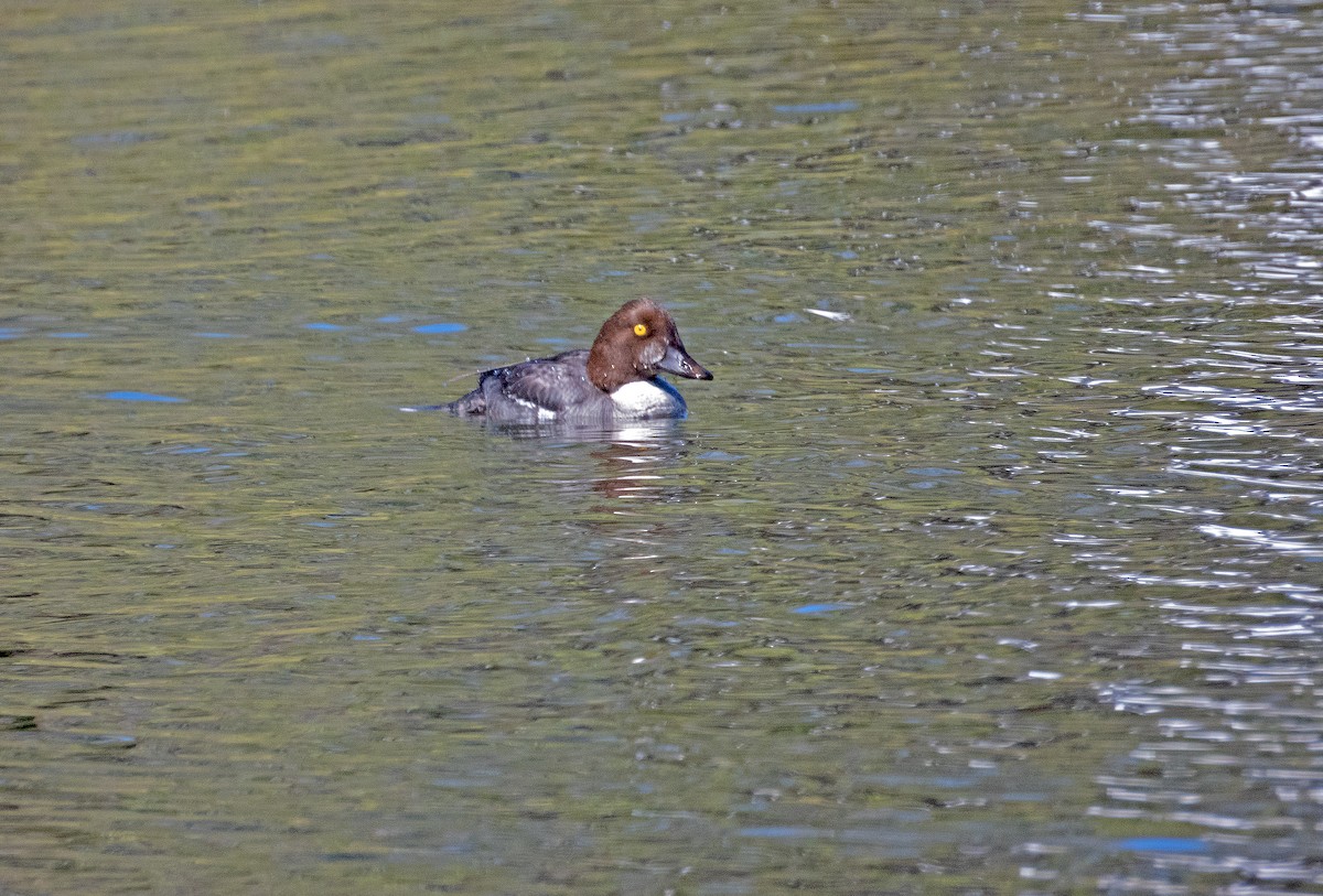 Common Goldeneye - ML615062773