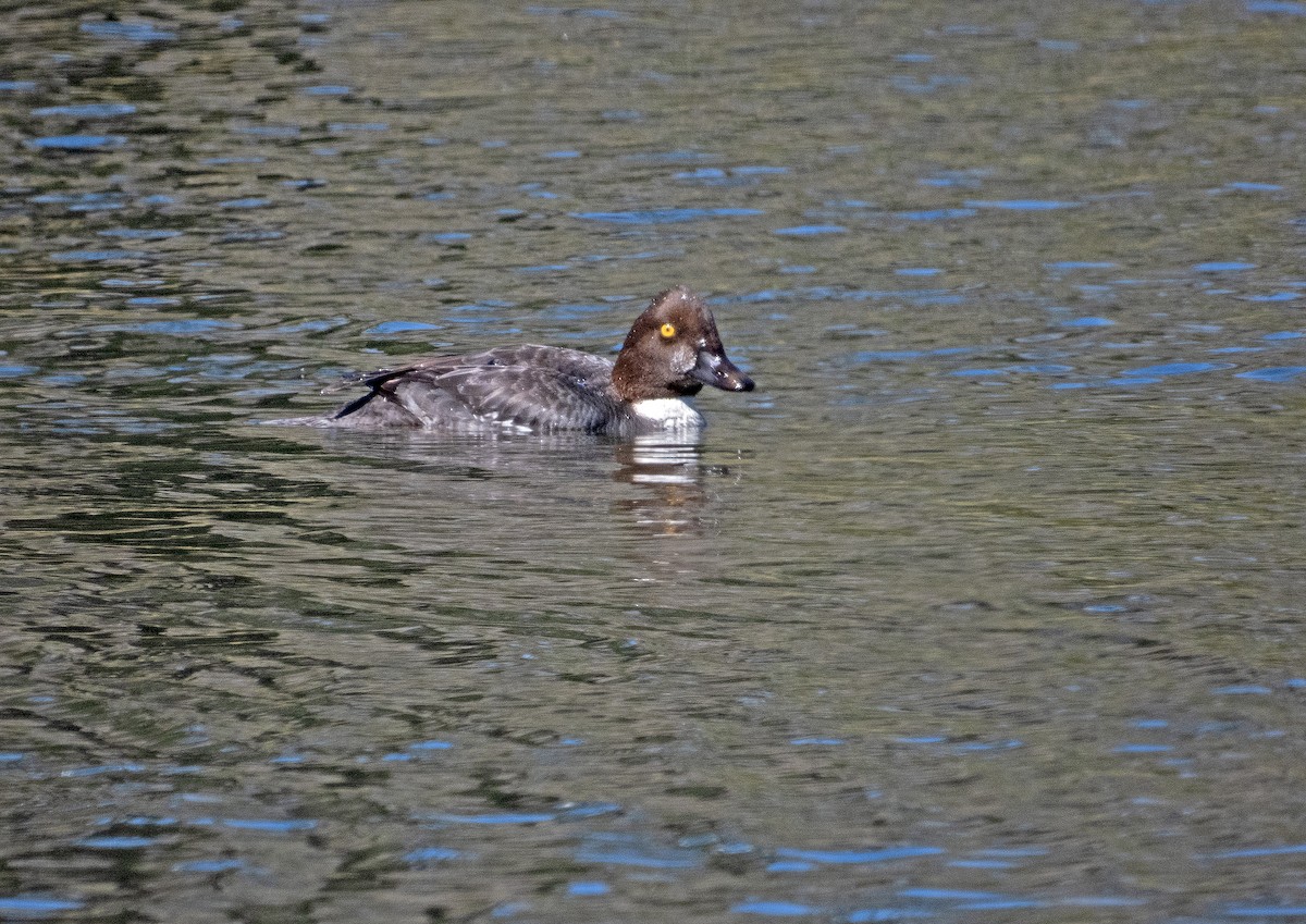 Common Goldeneye - ML615062776