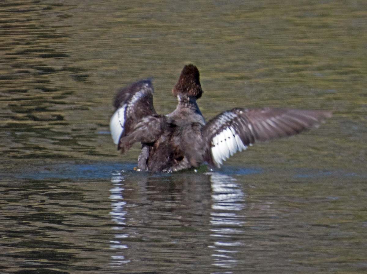 Common Goldeneye - ML615062778