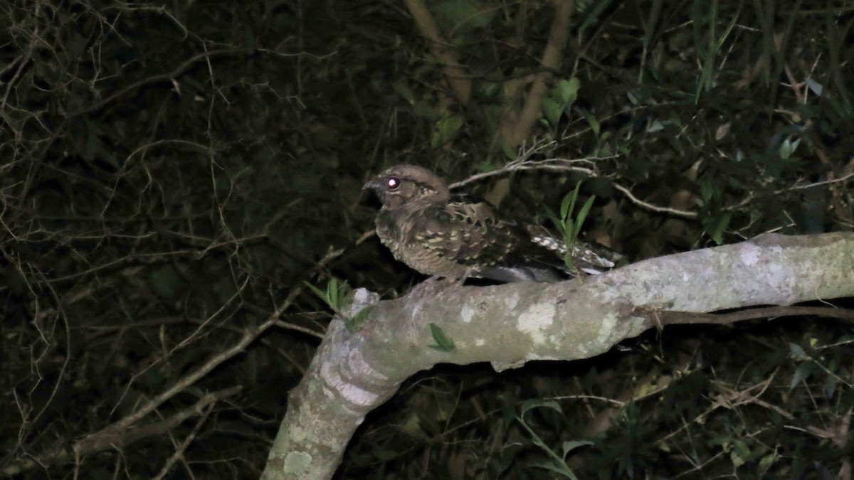 Common Pauraque - Ariadna Tripaldi