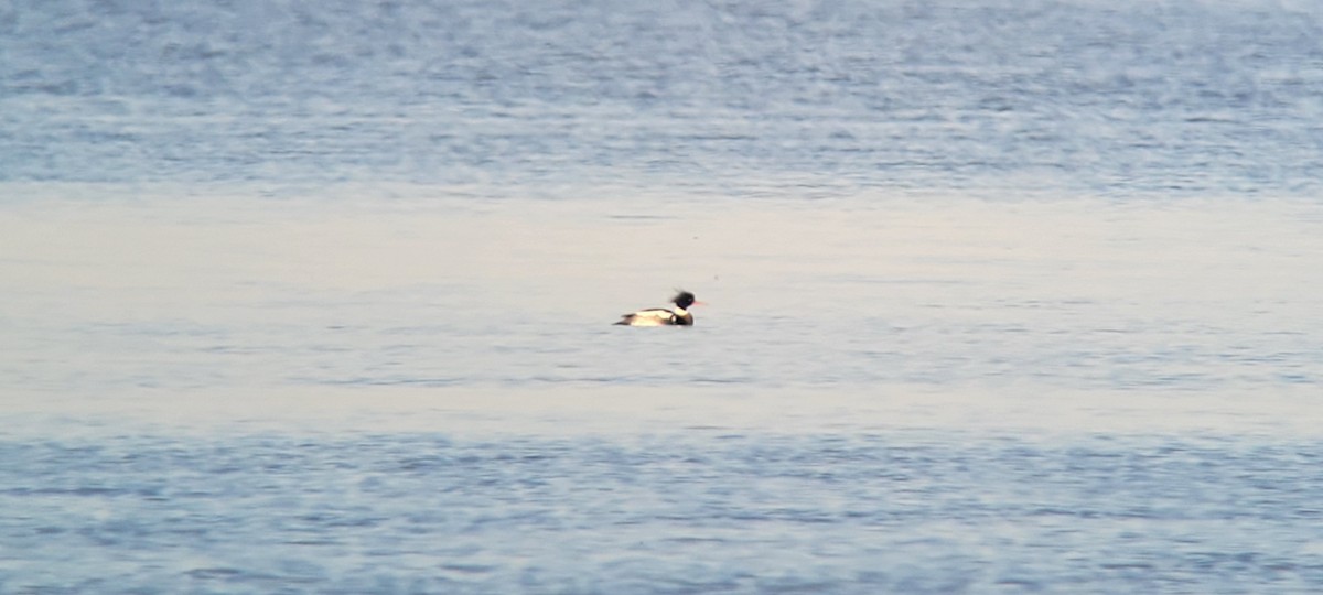 Red-breasted Merganser - ML615062850