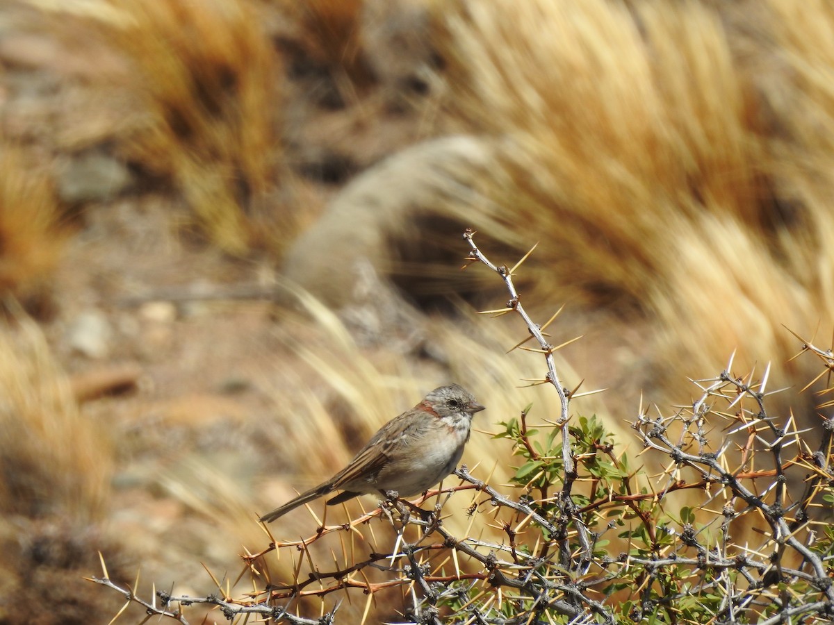 Rufous-collared Sparrow - Mariamercedes Antezana Aponte