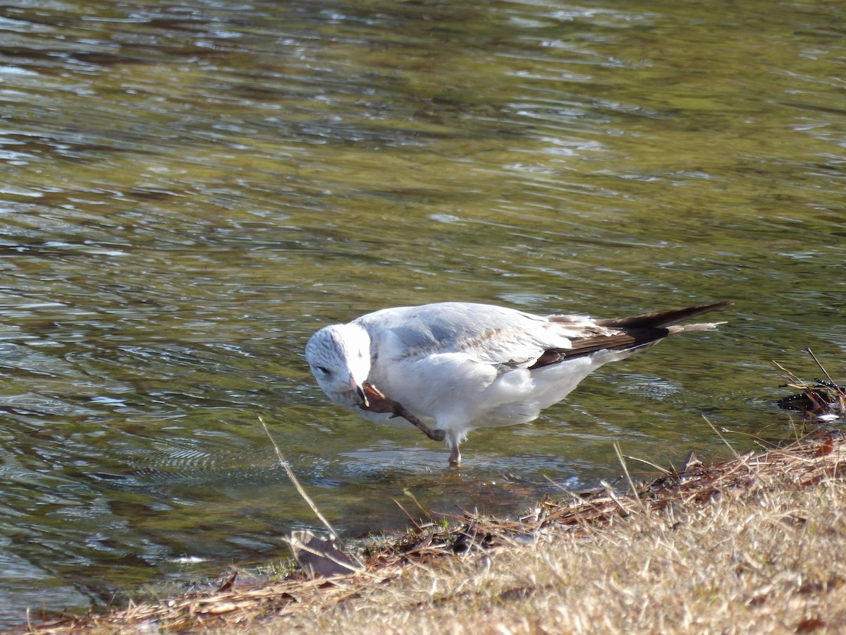 Ring-billed Gull - ML615062882