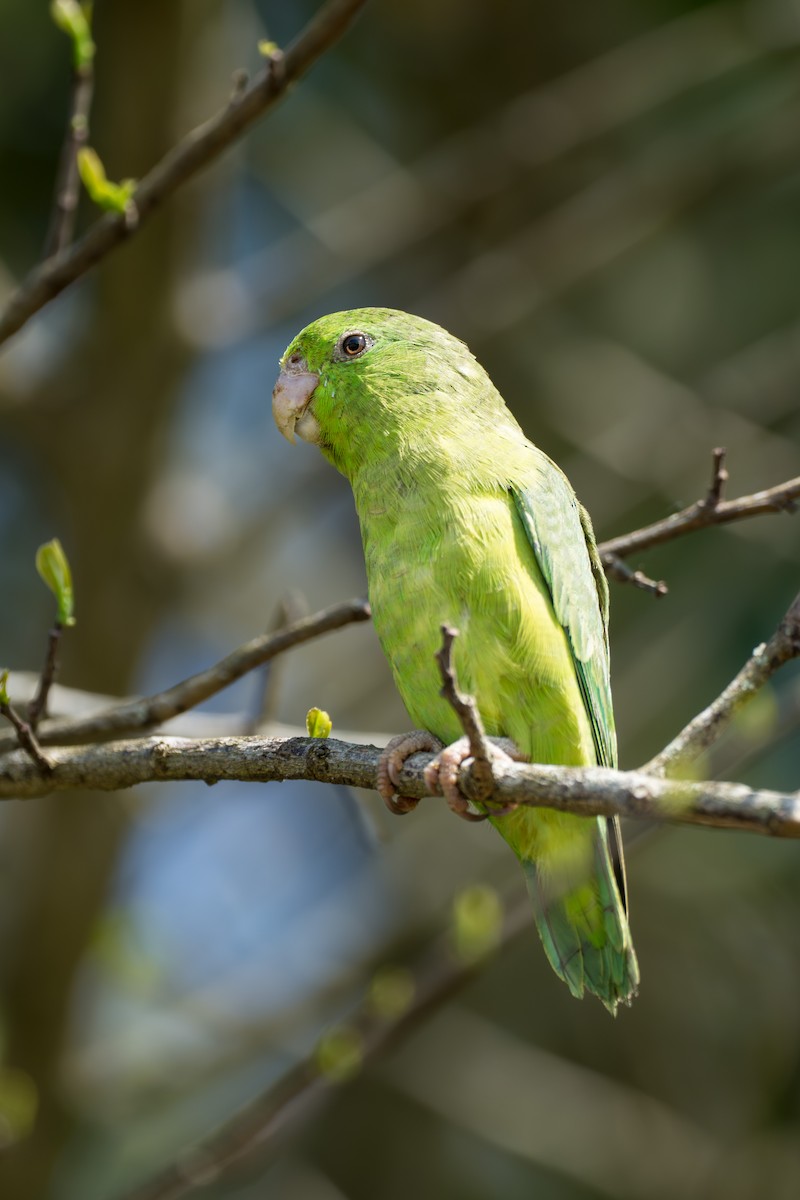 アオメルリハシインコ - ML615062891