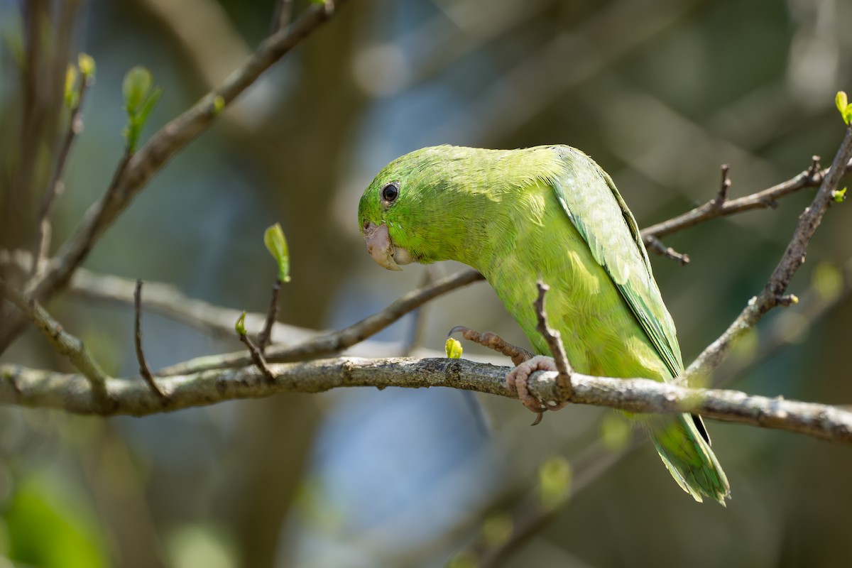 Spectacled Parrotlet - ML615062893