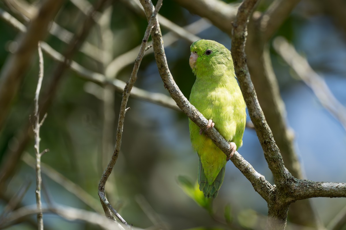 アオメルリハシインコ - ML615062894