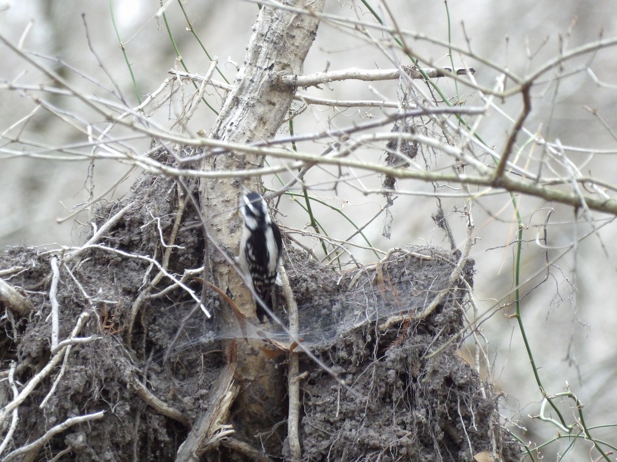 Hairy Woodpecker - ML615062899