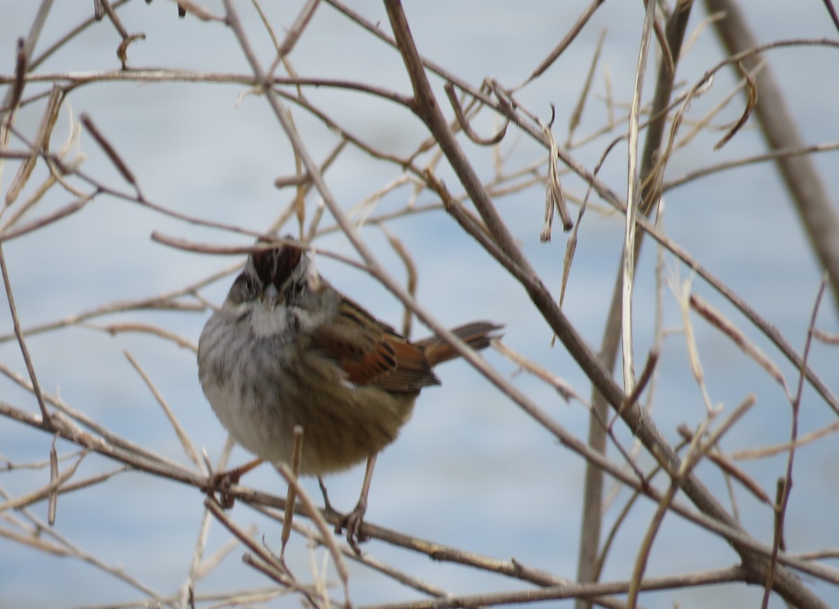 Swamp Sparrow - ML615062945